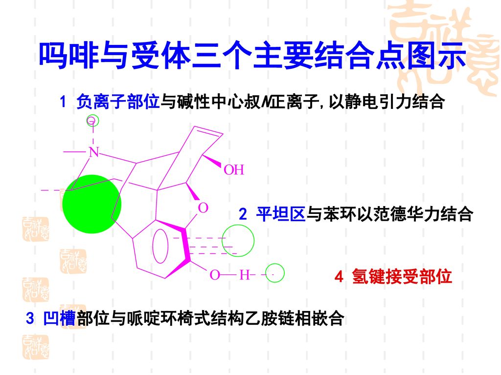 吗啡与受体三个主要结合点图示 1 负离子部位与碱性中心叔N正离子,以静电引力结合 2 平坦区与苯环以范德华力结合 4 氢键接受部位