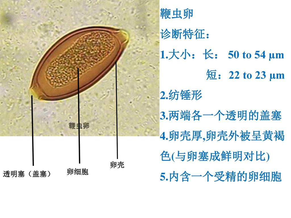鞭虫卵结构图图片