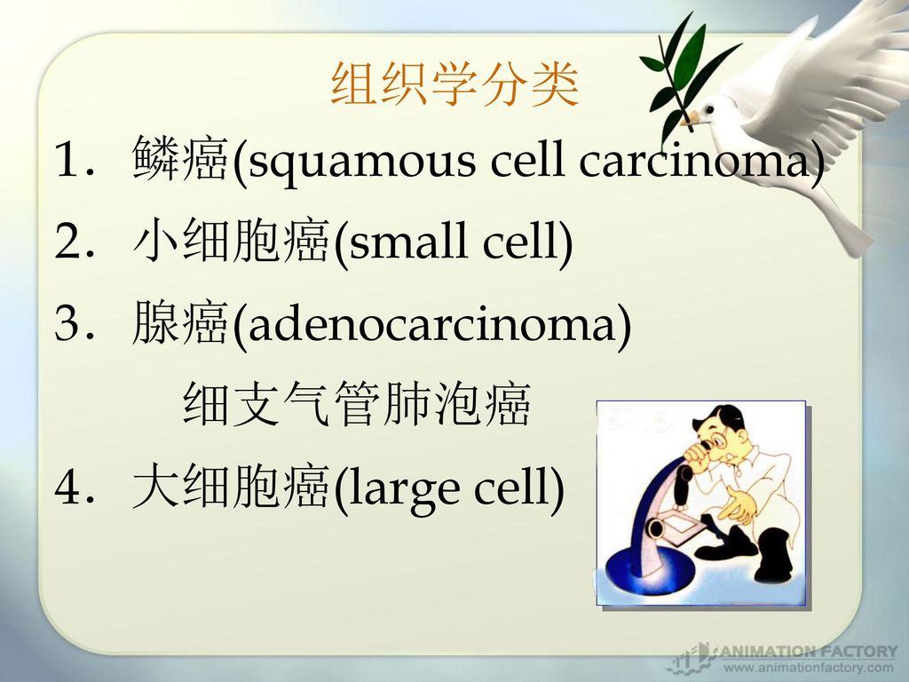组织学分类 1．鳞癌(squamous cell carcinoma) 2．小细胞癌(small cell) 3．腺癌(adenocarcinoma) 细支气管肺泡癌.