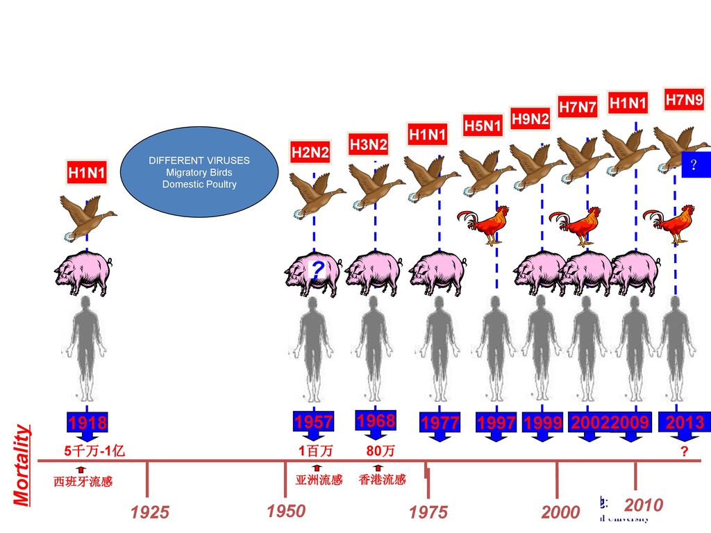 H1N1 H7N9. H7N7. H9N2. H5N1. DIFFERENT VIRUSES. Migratory Birds. Domestic Poultry. H1N1. H3N2.