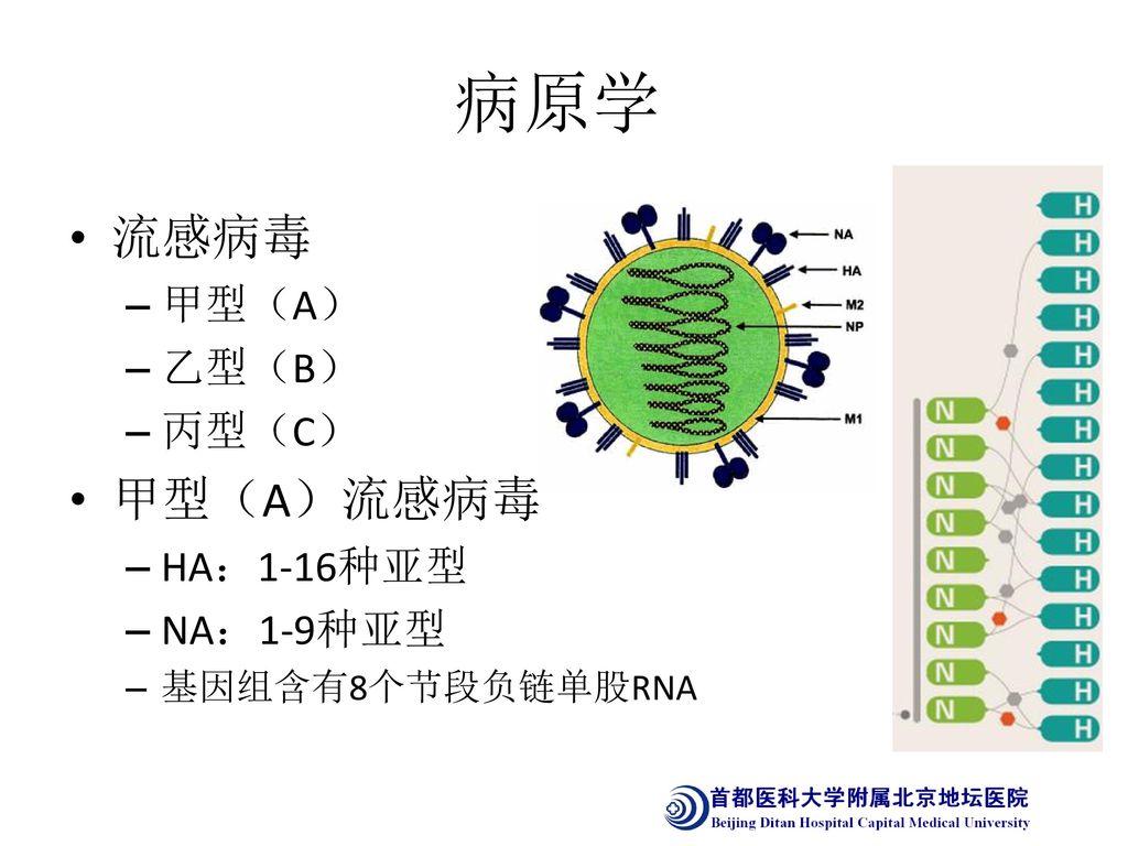 病原学 流感病毒 甲型（A）流感病毒 甲型（A） 乙型（B） 丙型（C） HA：1-16种亚型 NA：1-9种亚型
