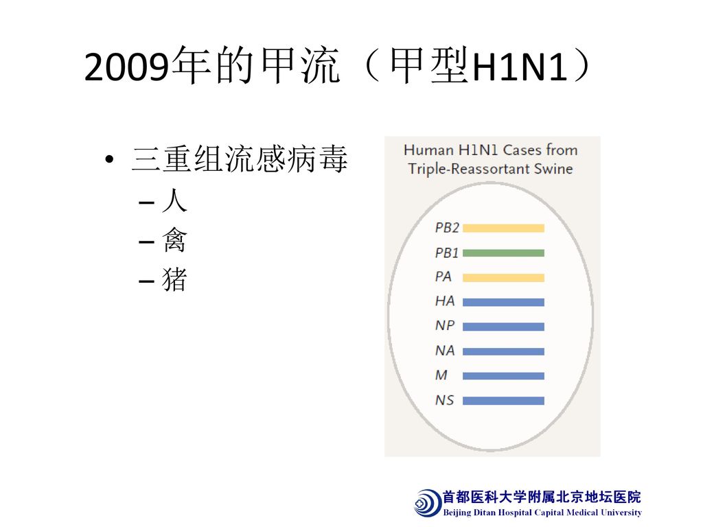 2009年的甲流（甲型H1N1） 三重组流感病毒 人 禽 猪