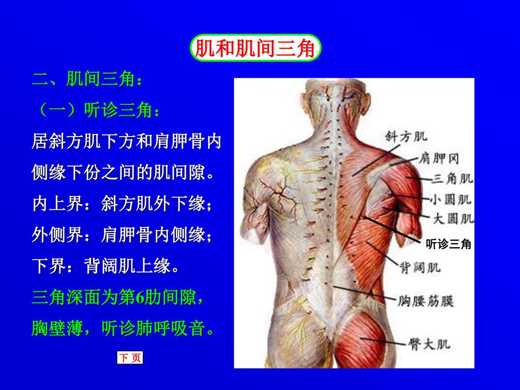 肌和肌间三角 二、肌间三角： （一）听诊三角： 居斜方肌下方和肩胛骨内 侧缘下份之间的肌间隙。 内上界：斜方肌外下缘；