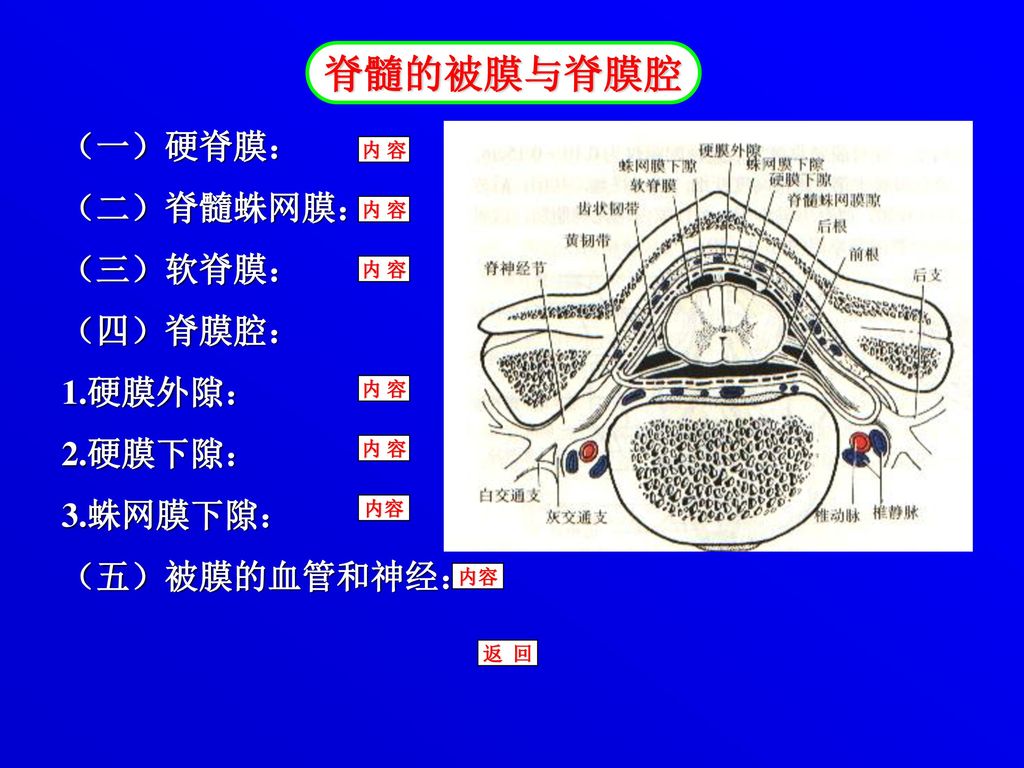 脊髓的被膜与脊膜腔 （一）硬脊膜： （二）脊髓蛛网膜： （三）软脊膜： （四）脊膜腔： 1.硬膜外隙： 2.硬膜下隙： 3.蛛网膜下隙：