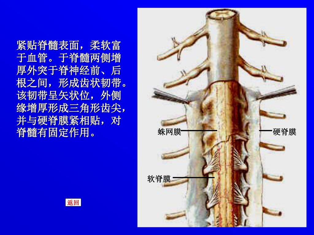 紧贴脊髓表面，柔软富于血管。于脊髓两侧增厚外突于脊神经前、后根之间，形成齿状韧带。该韧带呈矢状位，外侧缘增厚形成三角形齿尖，并与硬脊膜紧相贴，对脊髓有固定作用。