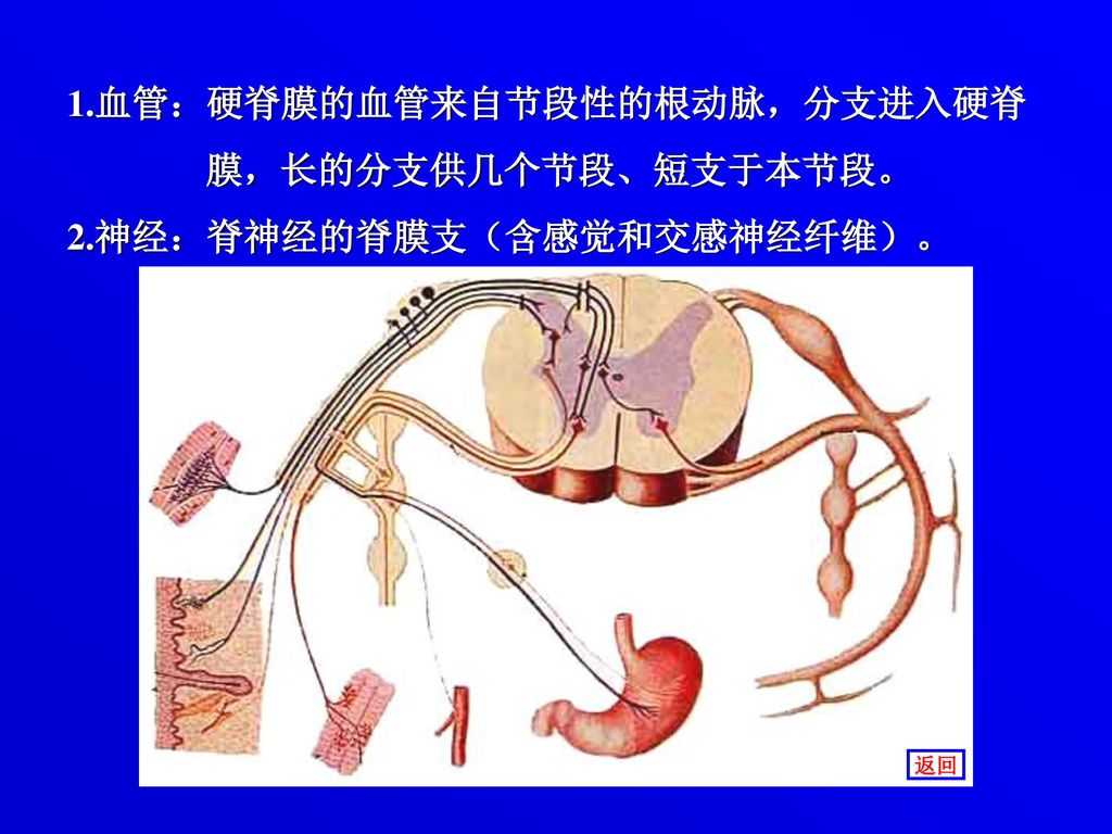 1.血管：硬脊膜的血管来自节段性的根动脉，分支进入硬脊 膜，长的分支供几个节段、短支于本节段。