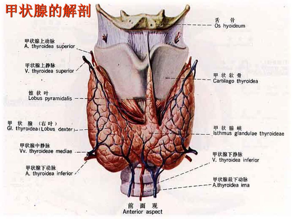 甲状腺的解剖