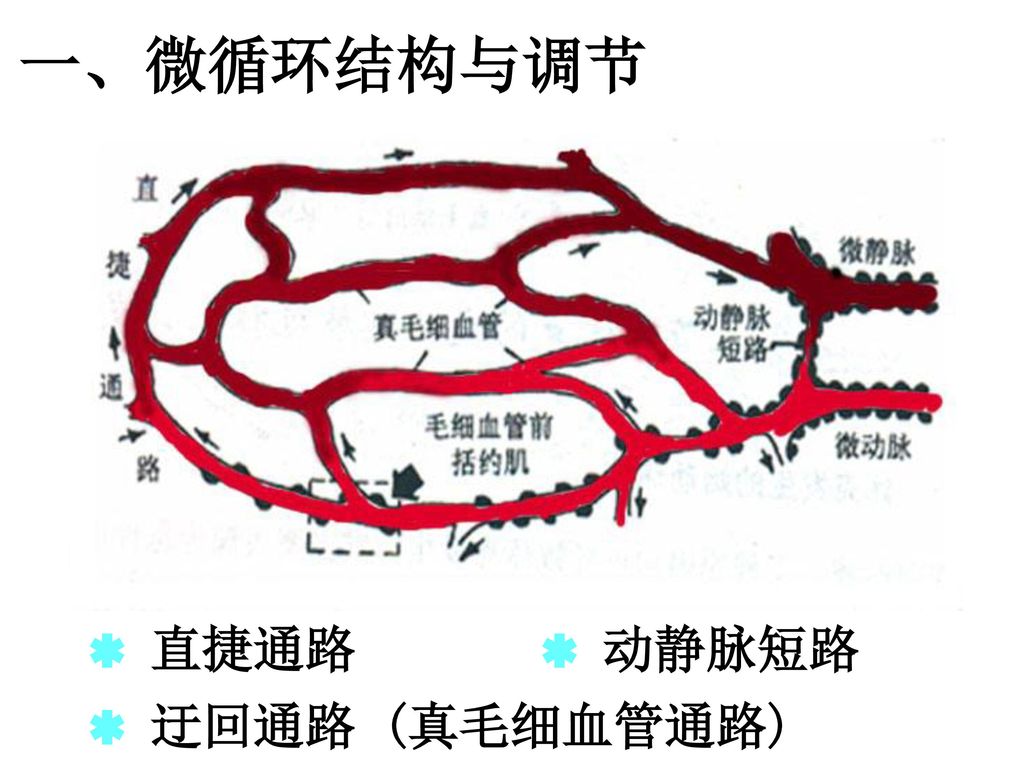 一、微循环结构与调节  直捷通路  动静脉短路  迂回通路 (真毛细血管通路)