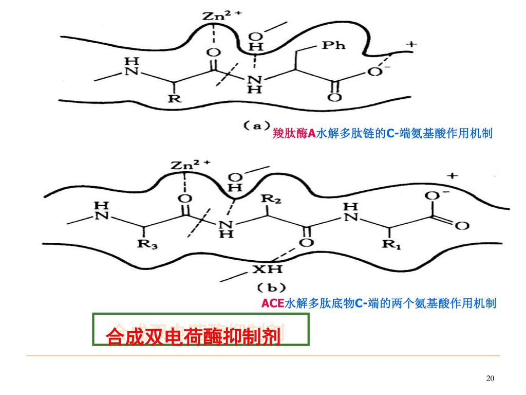 羧肽酶A水解多肽链的C-端氨基酸作用机制
