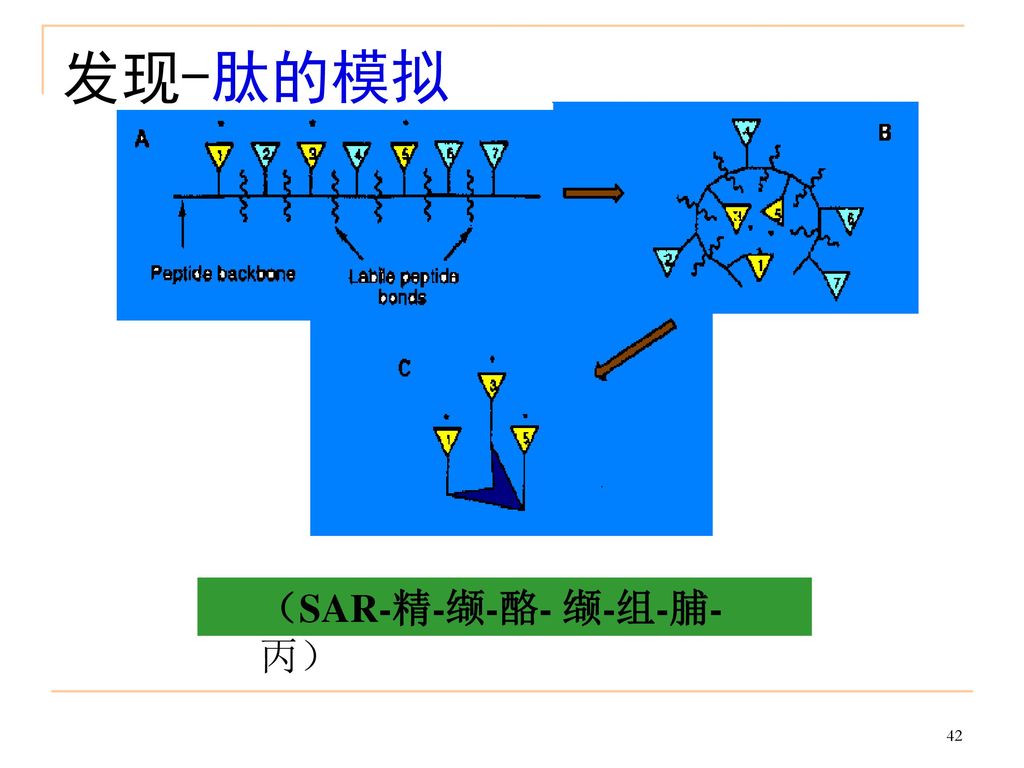 发现-肽的模拟 （SAR-精-缬-酪- 缬-组-脯-丙）