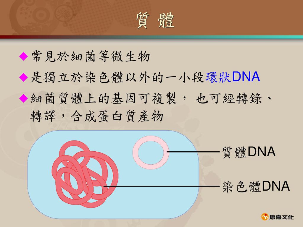 質 體 常見於細菌等微生物 是獨立於染色體以外的一小段環狀DNA 細菌質體上的基因可複製， 也可經轉錄、轉譯，合成蛋白質產物 質體DNA