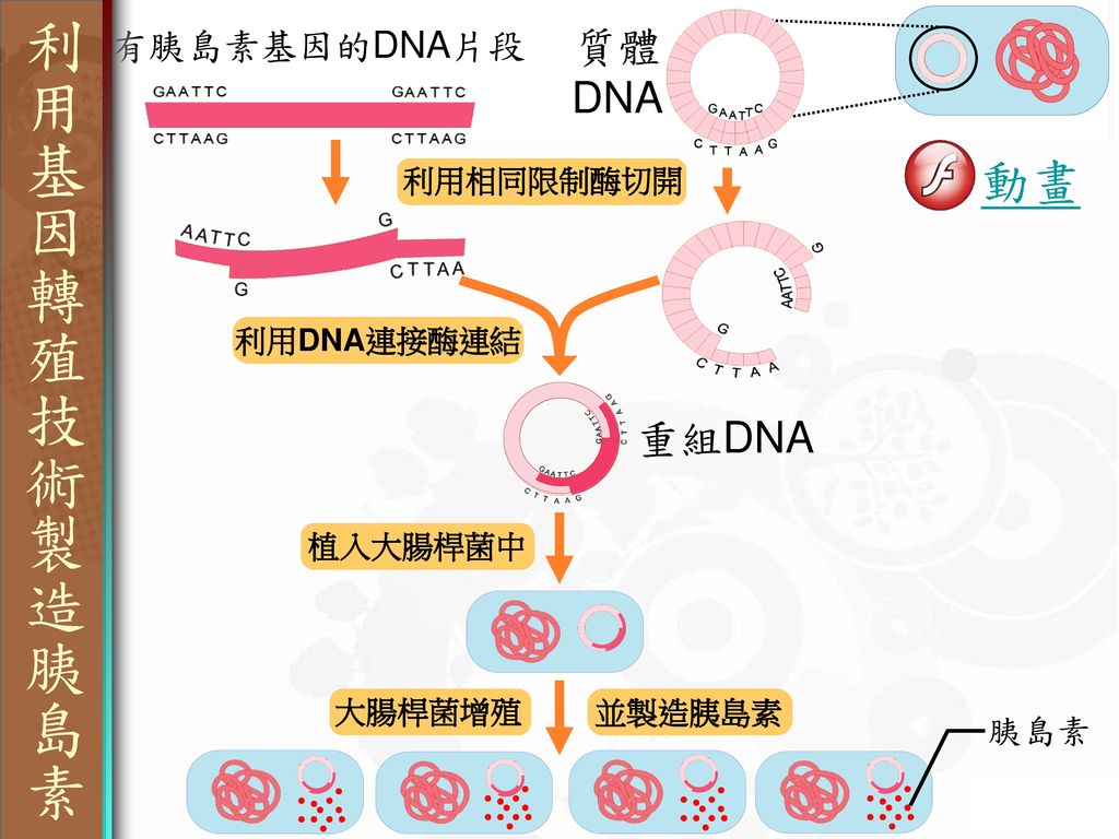 利用基因轉殖技術製造胰島素 利用基因轉殖技術製造胰島素 動畫 質體 DNA 重組DNA 有胰島素基因的DNA片段 胰島素 利用相同限制酶切開