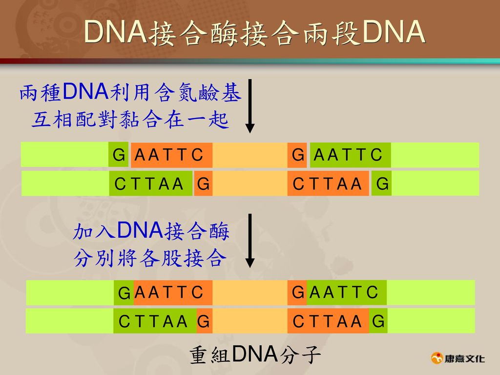 兩種DNA利用含氮鹼基互相配對黏合在一起