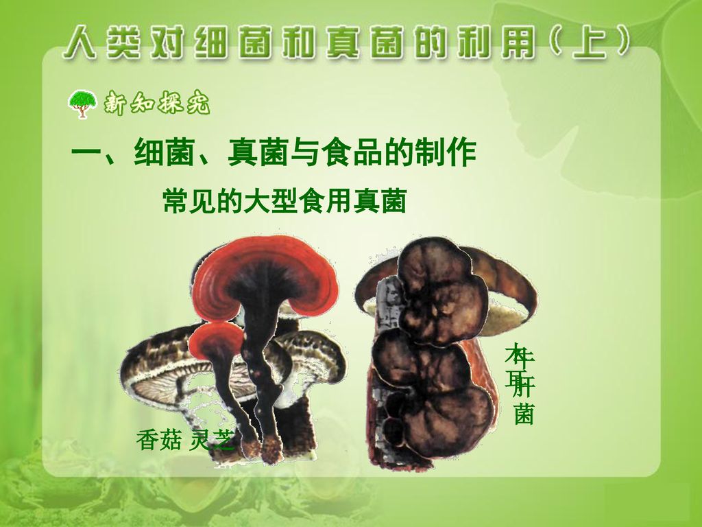 一、细菌、真菌与食品的制作 常见的大型食用真菌 灵芝 木耳 香菇 牛肝菌