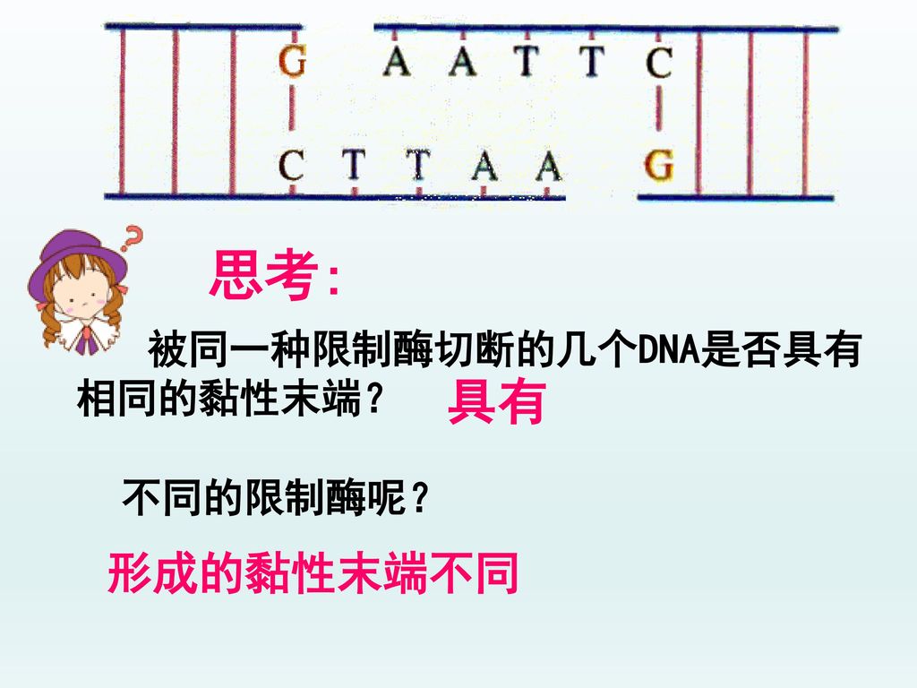 思考: 被同一种限制酶切断的几个DNA是否具有相同的黏性末端？ 具有 不同的限制酶呢？ 形成的黏性末端不同