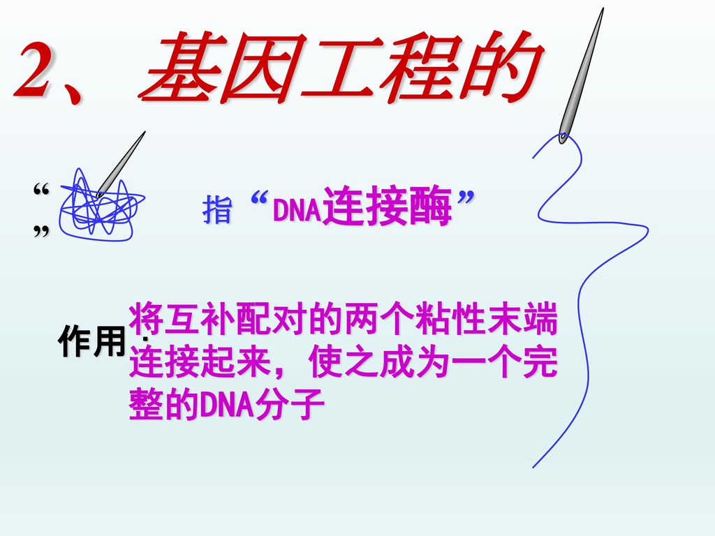 2、基因工程的 作用： 指 DNA连接酶 将互补配对的两个粘性末端连接起来，使之成为一个完整的DNA分子