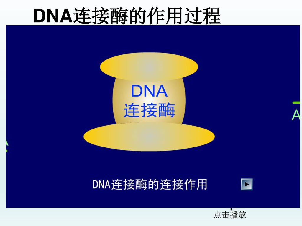 DNA连接酶的作用过程 点击播放