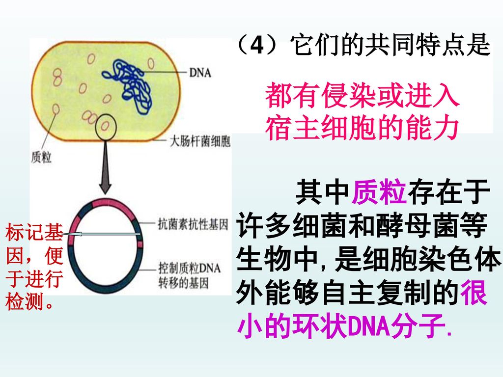 都有侵染或进入宿主细胞的能力 （4）它们的共同特点是