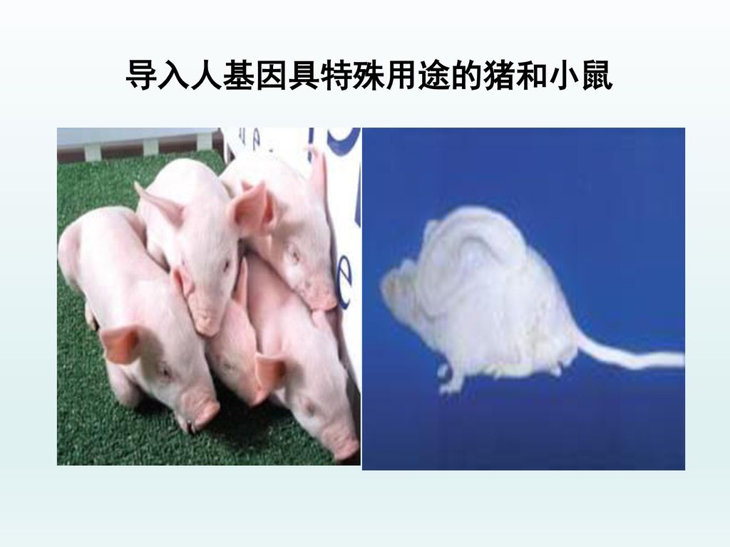 导入人基因具特殊用途的猪和小鼠