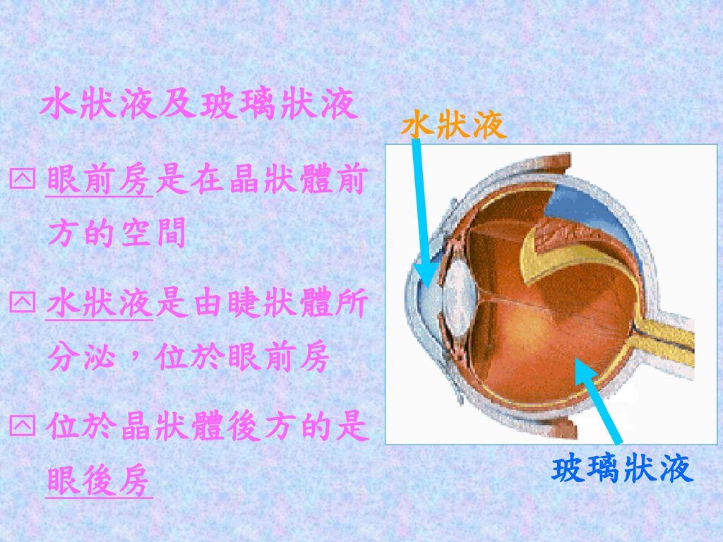 水狀液及玻璃狀液 水狀液 眼前房是在晶狀體前方的空間 水狀液是由睫狀體所分泌，位於眼前房 位於晶狀體後方的是眼後房 玻璃狀液