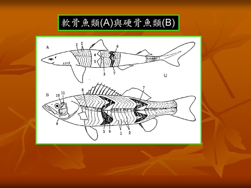 軟骨魚類(A)與硬骨魚類(B)