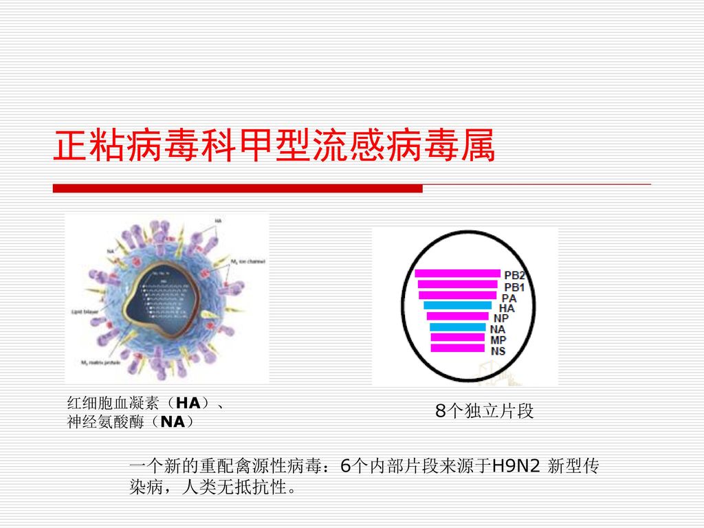 禽流感病毒 流感病毒 禽流感病毒的种类和危害 H被称为红细胞凝聚素 N被称作神经氨酸苷酸 都是糖蛋白，分布在病毒表面 H有1－15个亚型