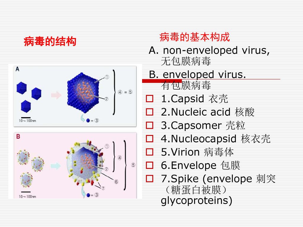病毒的结构 病毒的基本构成 A. non-enveloped virus, 无包膜病毒 B. enveloped virus. 有包膜病毒