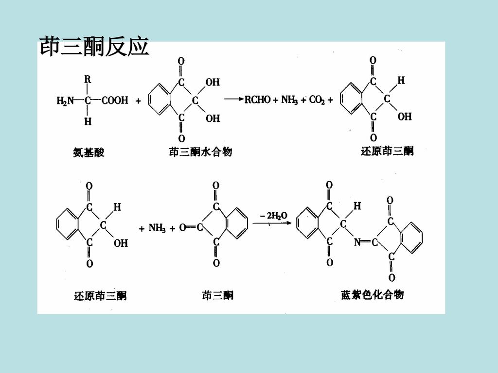 ⒉双缩脲反应(biuret reaction)蛋白质和多肽分子中肽键在稀碱溶液