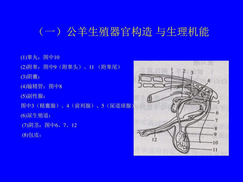 （一）公羊生殖器官构造 与生理机能 (1)睾丸：图中10 (2)附睾：图中9（附睾头）、11 （附睾尾） (3)阴囊： (4)输精管：图中8