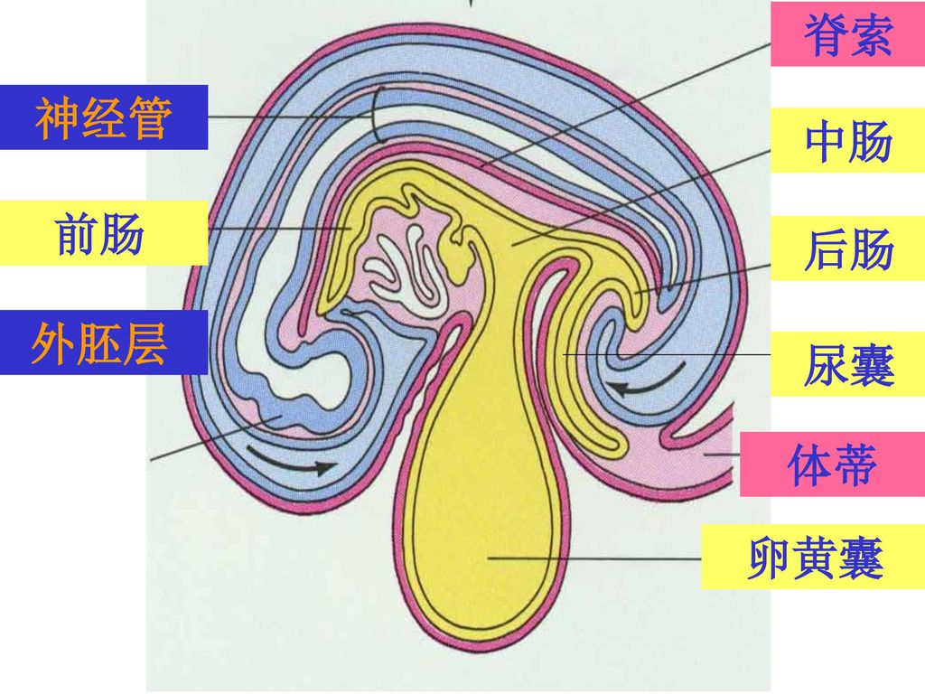 脊索 神经管 中肠 前肠 后肠 外胚层 尿囊 体蒂 卵黄囊