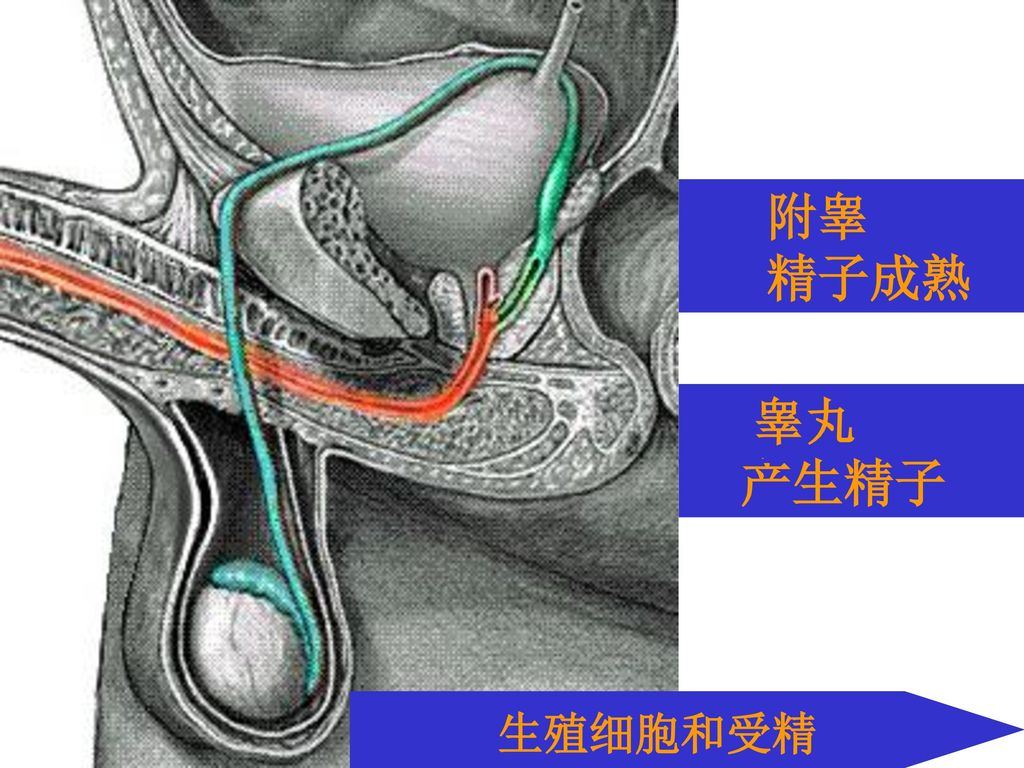 附睾 精子成熟 睾丸 产生精子 生殖细胞和受精