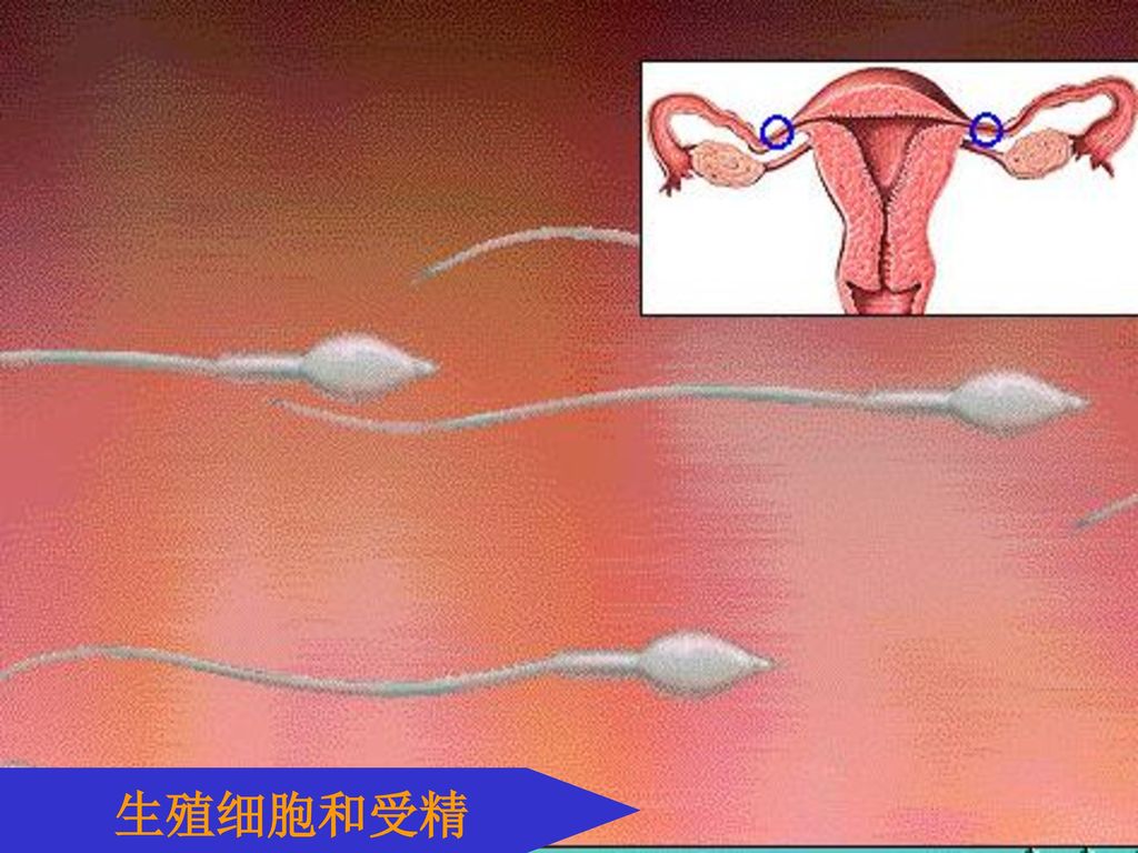 生殖细胞和受精