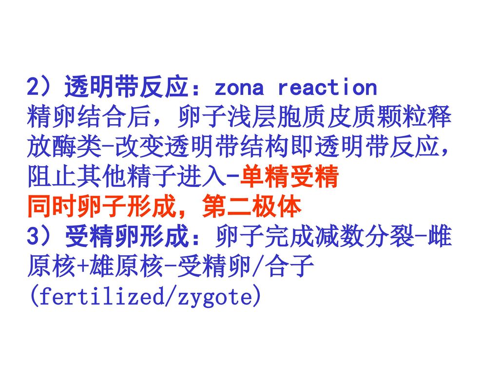 2）透明带反应：zona reaction 精卵结合后，卵子浅层胞质皮质颗粒释放酶类-改变透明带结构即透明带反应，阻止其他精子进入-单精受精 同时卵子形成，第二极体 3）受精卵形成：卵子完成减数分裂-雌原核+雄原核-受精卵/合子(fertilized/zygote)
