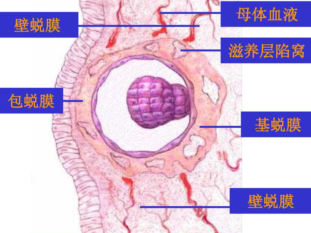 母体血液 壁蜕膜 滋养层陷窝 包蜕膜 基蜕膜 壁蜕膜