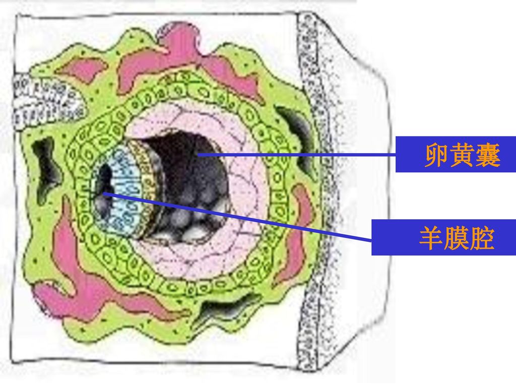 卵黄囊 羊膜腔