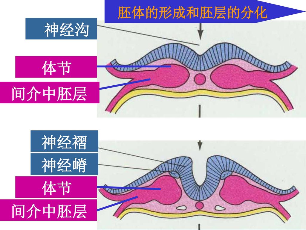 胚体的形成和胚层的分化 神经沟 体节 间介中胚层 神经褶 神经嵴 体节 间介中胚层