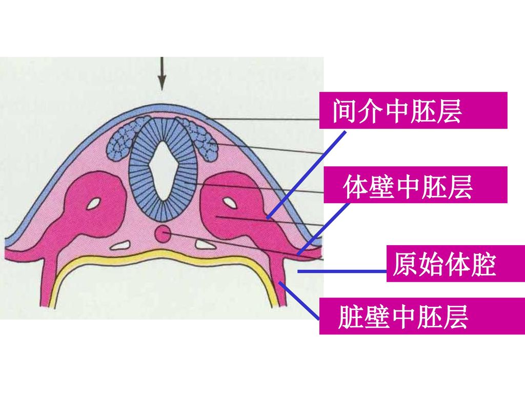 间介中胚层 体壁中胚层 原始体腔 脏壁中胚层