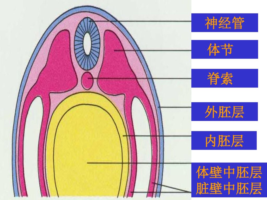 神经管 体节 脊索 外胚层 内胚层 体壁中胚层 脏壁中胚层