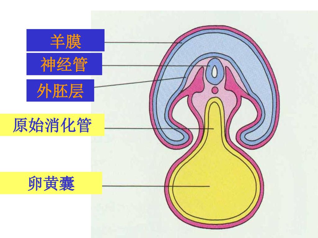 羊膜 神经管 外胚层 原始消化管 卵黄囊
