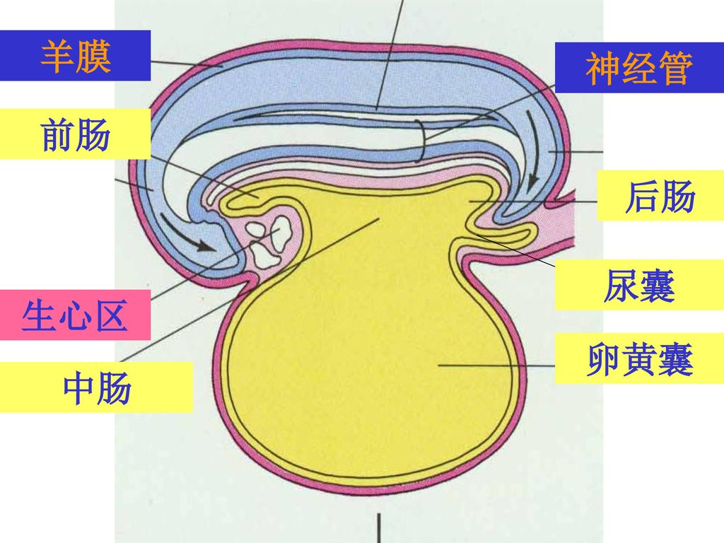 羊膜 神经管 前肠 后肠 尿囊 生心区 卵黄囊 中肠