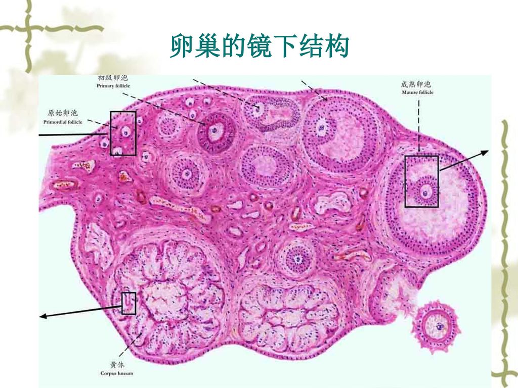 卵巢的镜下结构