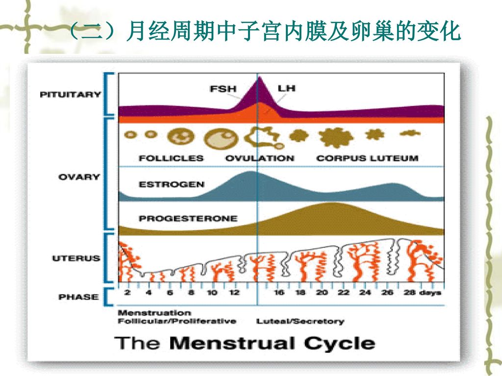（二）月经周期中子宫内膜及卵巢的变化
