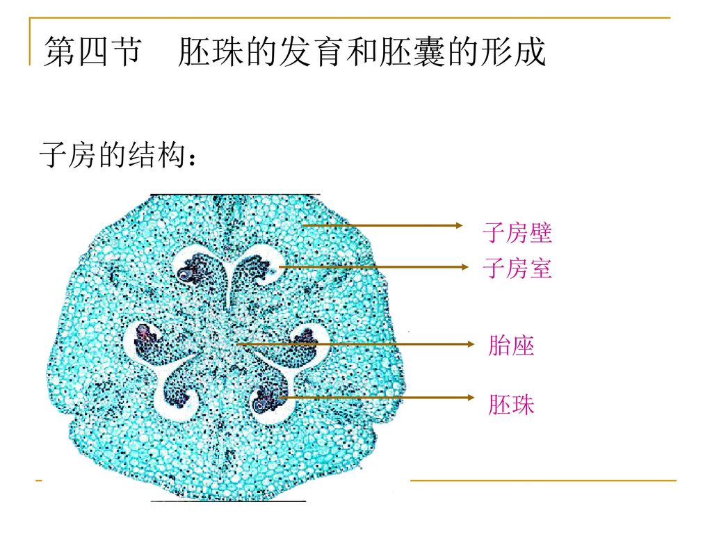 第四节 胚珠的发育和胚囊的形成 子房的结构： 子房壁 子房室 胎座 胚珠