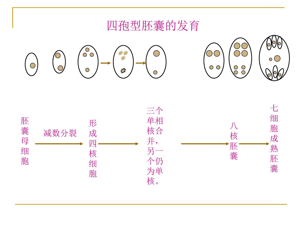 四孢型胚囊的发育 七细胞成熟胚囊 三个单相核合并，另一个仍为单核。 胚囊母细胞 形成四核细胞 八核胚囊 减数分裂
