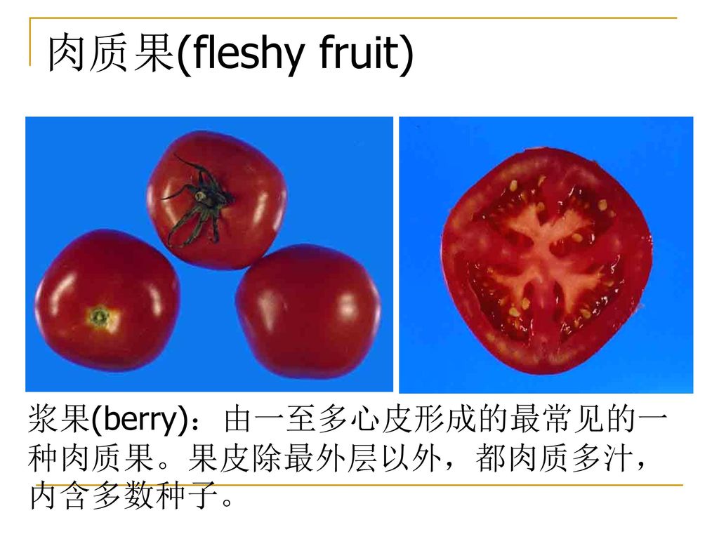 肉质果(fleshy fruit) 浆果(berry)：由一至多心皮形成的最常见的一种肉质果。果皮除最外层以外，都肉质多汁，内含多数种子。