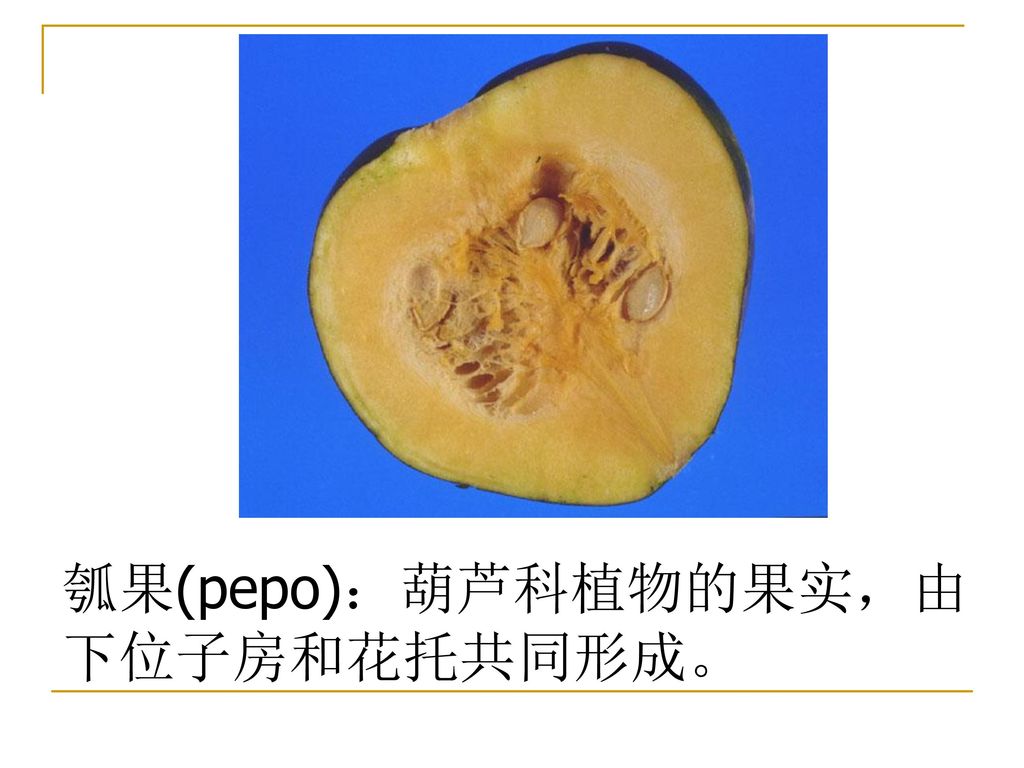 瓠果(pepo)：葫芦科植物的果实，由下位子房和花托共同形成。
