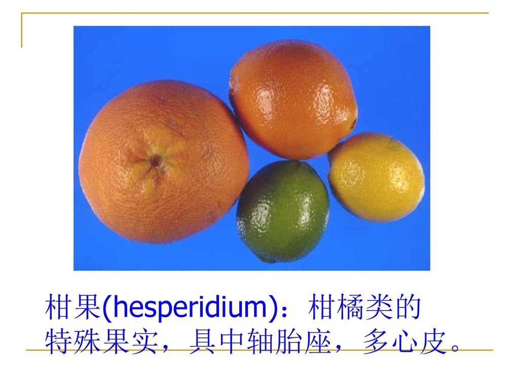 柑果(hesperidium)：柑橘类的特殊果实，具中轴胎座，多心皮。