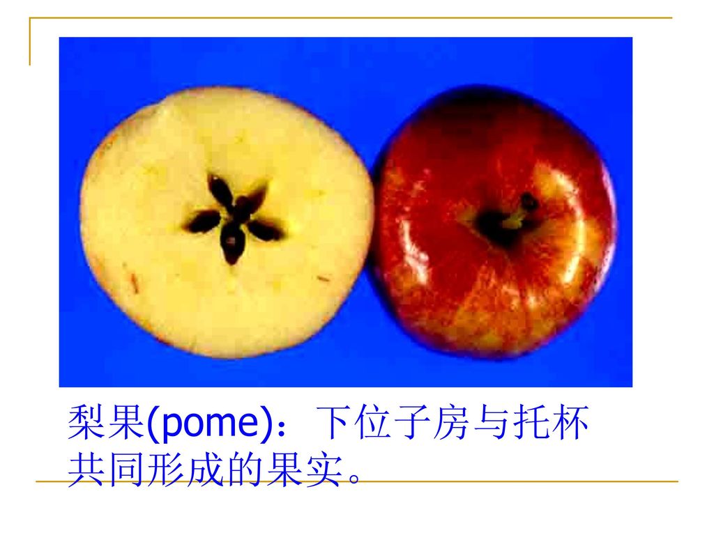 梨果(pome)：下位子房与托杯共同形成的果实。