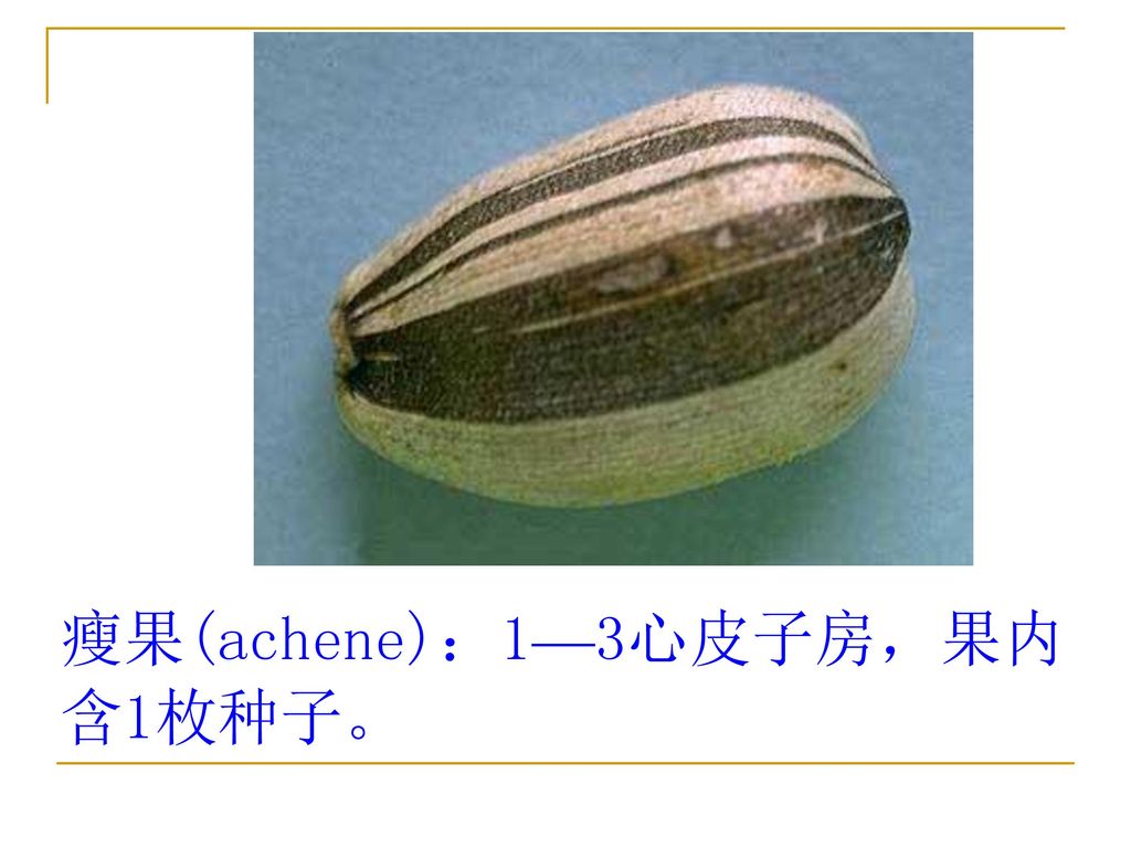 瘦果(achene)：1—3心皮子房，果内含1枚种子。