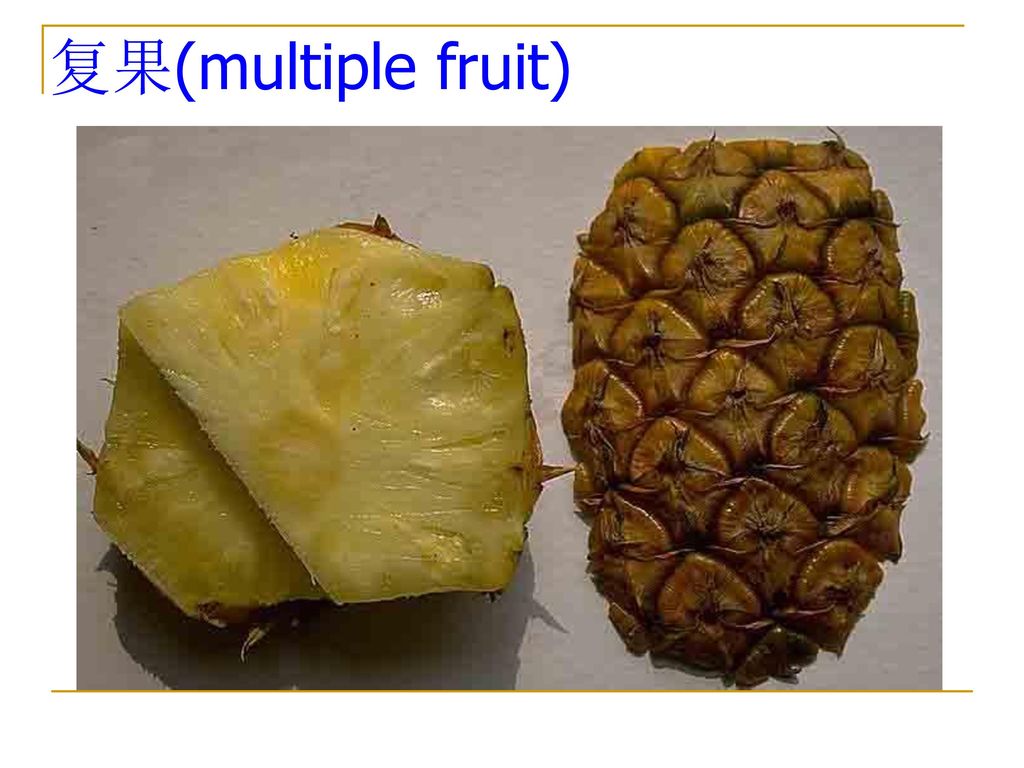 复果(multiple fruit)